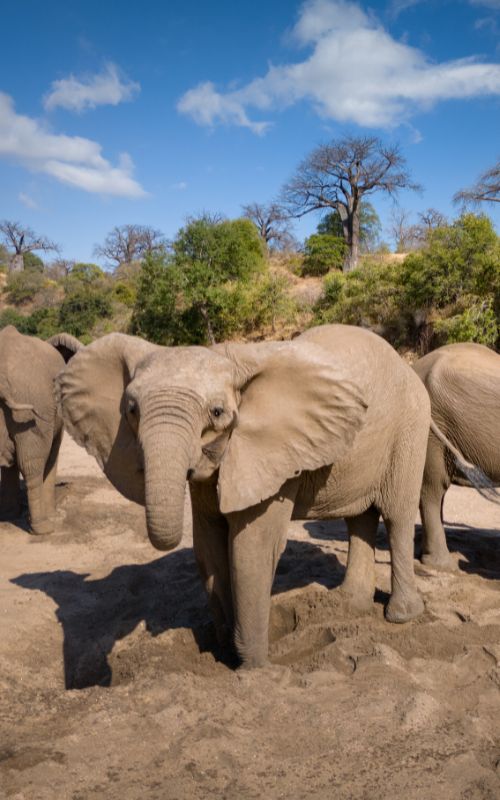 Mhara River Camp, Mana Pools National Park