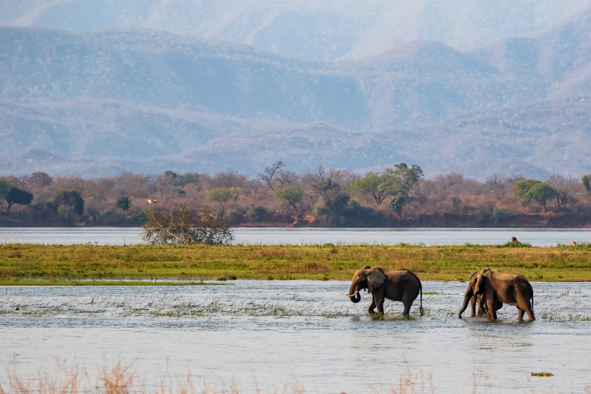 Elephants walking through floodplain waters in Mana Pools National Park
